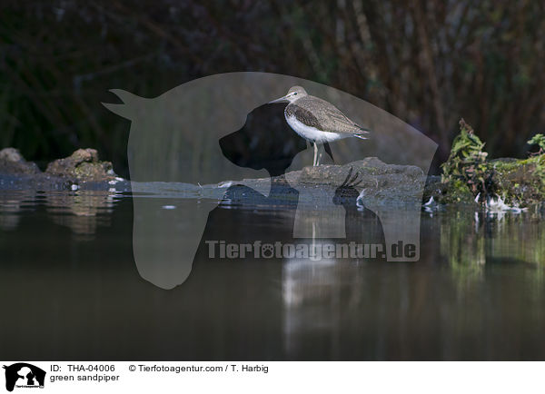 Waldwasserlufer / green sandpiper / THA-04006