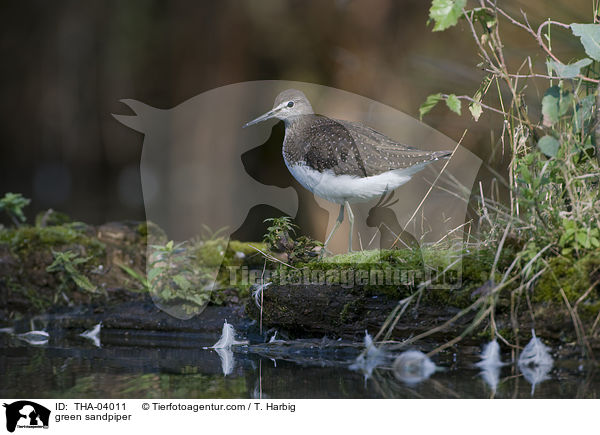 green sandpiper / THA-04011