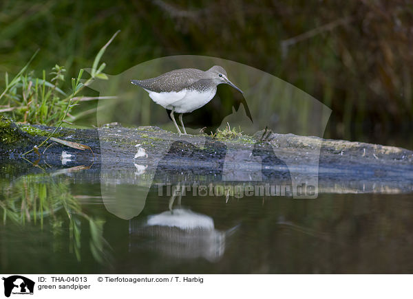 Waldwasserlufer / green sandpiper / THA-04013