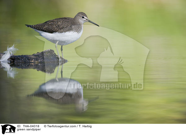 Waldwasserlufer / green sandpiper / THA-04018