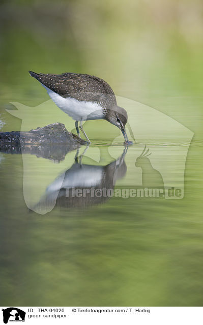 Waldwasserlufer / green sandpiper / THA-04020