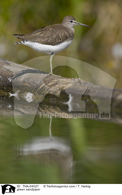 Waldwasserlufer / green sandpiper / THA-04027