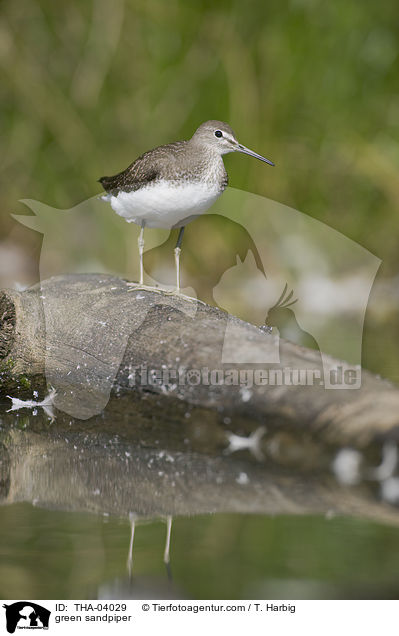 Waldwasserlufer / green sandpiper / THA-04029