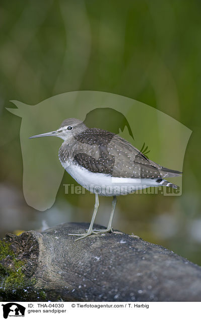 Waldwasserlufer / green sandpiper / THA-04030