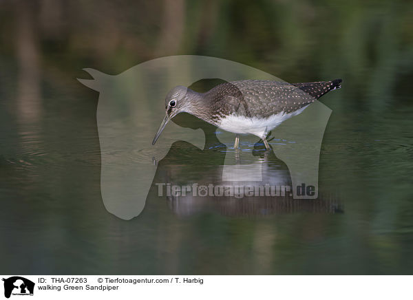 laufender Waldwasserlufer / walking Green Sandpiper / THA-07263