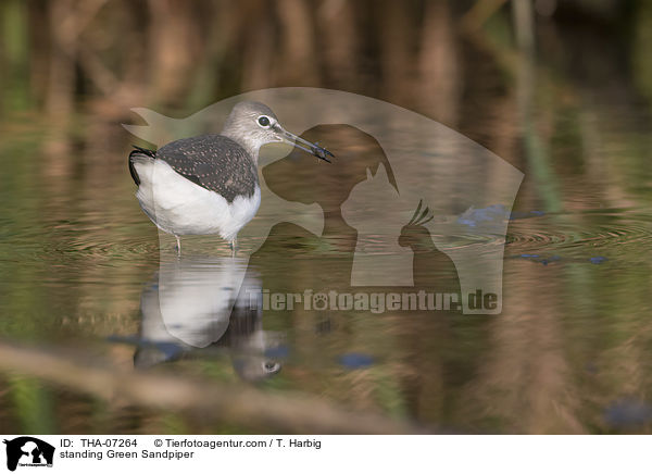 stehender Waldwasserlufer / standing Green Sandpiper / THA-07264