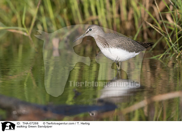 laufender Waldwasserlufer / walking Green Sandpiper / THA-07268