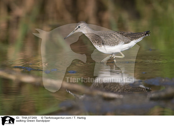 laufender Waldwasserlufer / walking Green Sandpiper / THA-07269