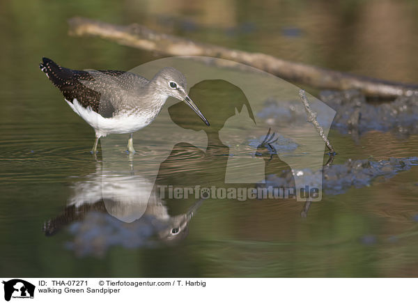 laufender Waldwasserlufer / walking Green Sandpiper / THA-07271