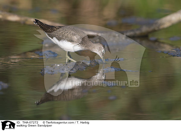 laufender Waldwasserlufer / walking Green Sandpiper / THA-07272