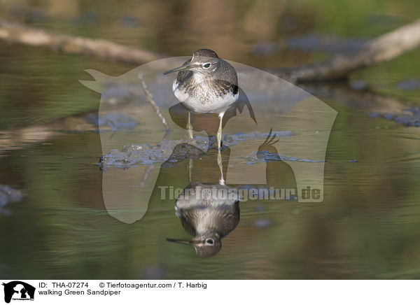 laufender Waldwasserlufer / walking Green Sandpiper / THA-07274