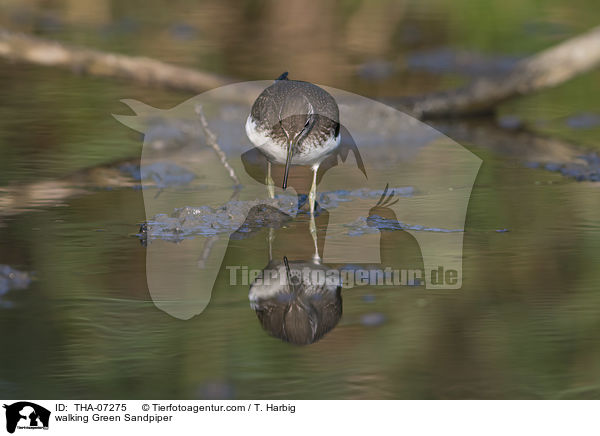 laufender Waldwasserlufer / walking Green Sandpiper / THA-07275