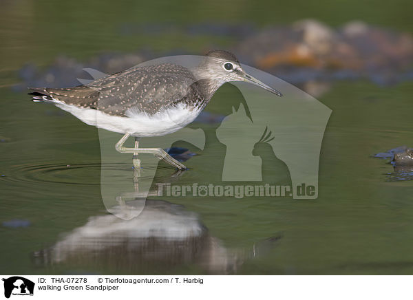 laufender Waldwasserlufer / walking Green Sandpiper / THA-07278