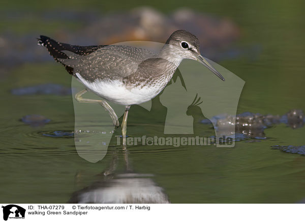 laufender Waldwasserlufer / walking Green Sandpiper / THA-07279