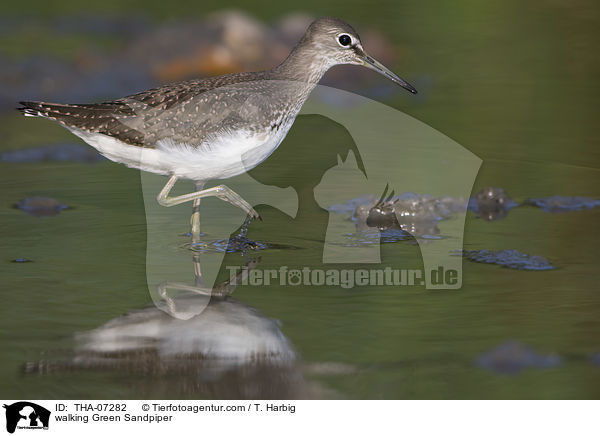 laufender Waldwasserlufer / walking Green Sandpiper / THA-07282