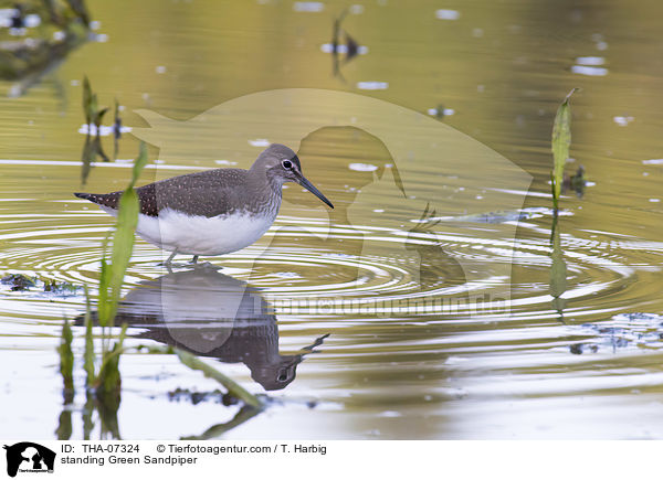 stehender Waldwasserlufer / standing Green Sandpiper / THA-07324