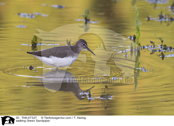 laufender Waldwasserlufer / walking Green Sandpiper / THA-07327