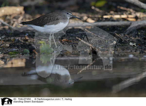 stehender Waldwasserlufer / standing Green Sandpiper / THA-07350