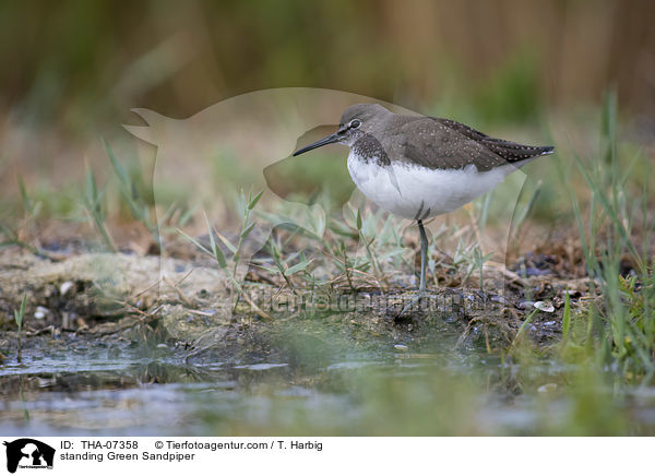 standing Green Sandpiper / THA-07358