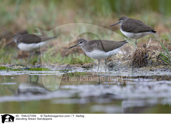 stehende Waldwasserlufer / standing Green Sandpipers / THA-07359