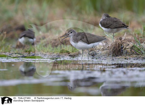 stehende Waldwasserlufer / standing Green Sandpipers / THA-07360