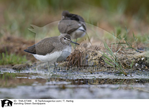 stehende Waldwasserlufer / standing Green Sandpipers / THA-07366