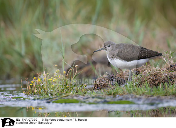 standing Green Sandpiper / THA-07369