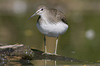 green sandpiper