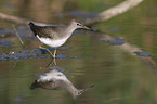 walking Green Sandpiper