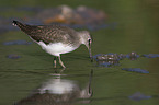 walking Green Sandpiper