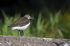 standing Green Sandpiper