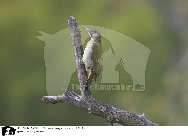 Grnspecht / green woodpecker / SO-01738