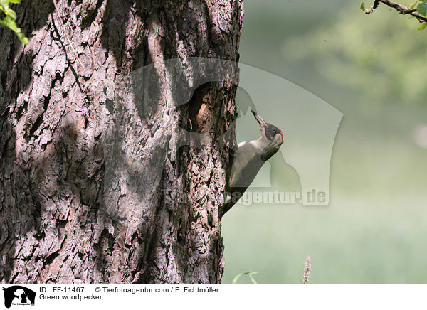 Grnspecht / Green woodpecker / FF-11467