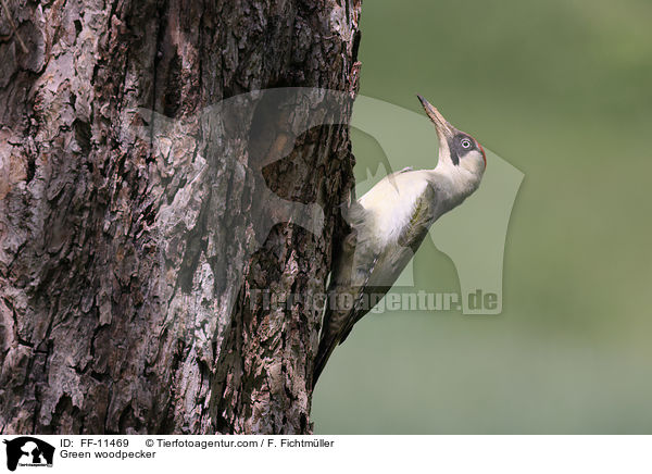 Grnspecht / Green woodpecker / FF-11469