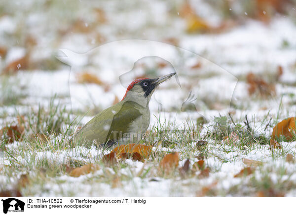 Grnspecht / Eurasian green woodpecker / THA-10522