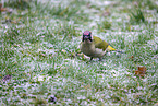 Eurasian green woodpecker