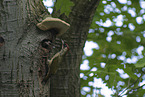 Eurasian green woodpecker