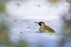 Eurasian green woodpecker