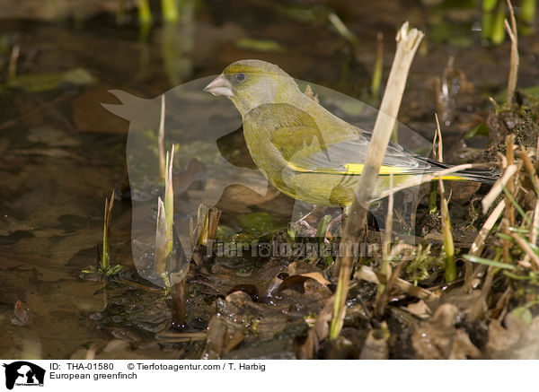 Grnfink / European greenfinch / THA-01580