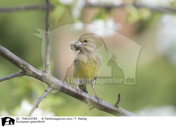 Grnfink / European greenfinch / THA-03785