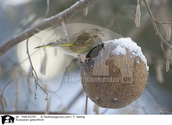 Grnfink / European greenfinch / THA-03787