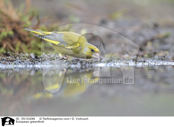 Grnfink / European greenfinch / DV-03288