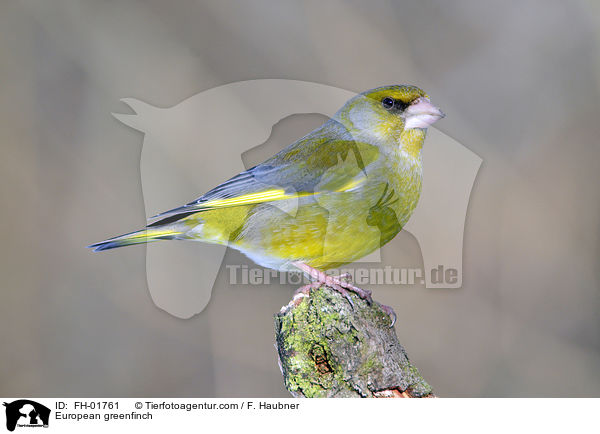 Grnfink / European greenfinch / FH-01761