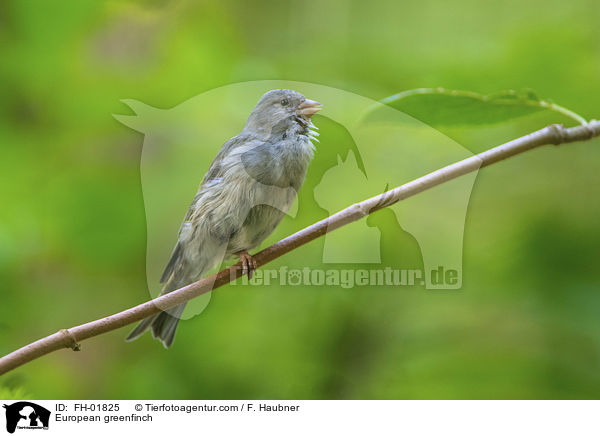 Grnfink / European greenfinch / FH-01825