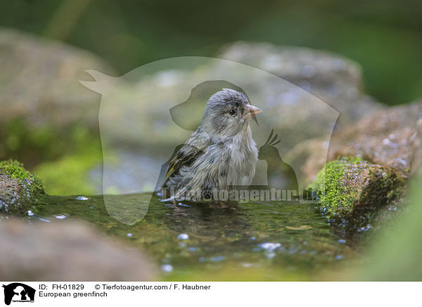 Grnfink / European greenfinch / FH-01829