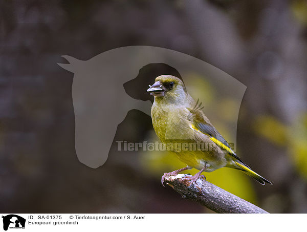 Grnfink / European greenfinch / SA-01375