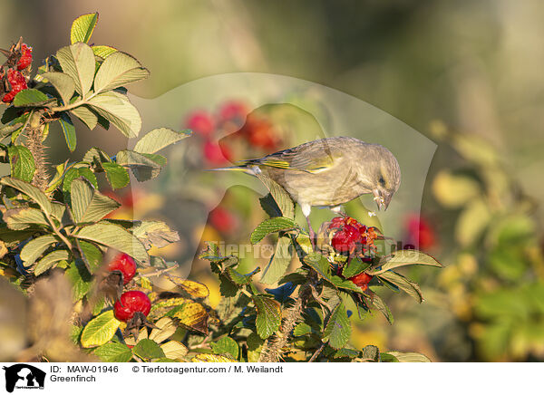 Greenfinch / MAW-01946