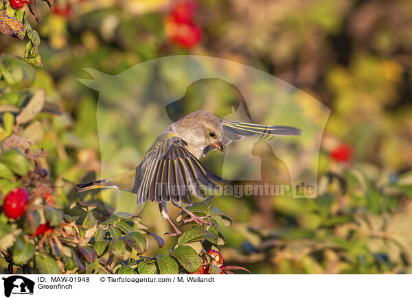 Greenfinch / MAW-01948