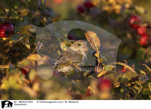 Greenfinch / MAW-01950