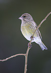 greenfinch